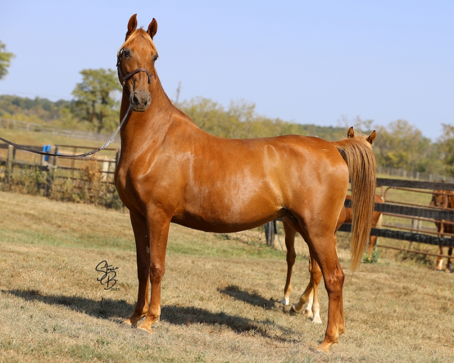 WINDERMERE&#039;S EXQUISITE AND FOAL