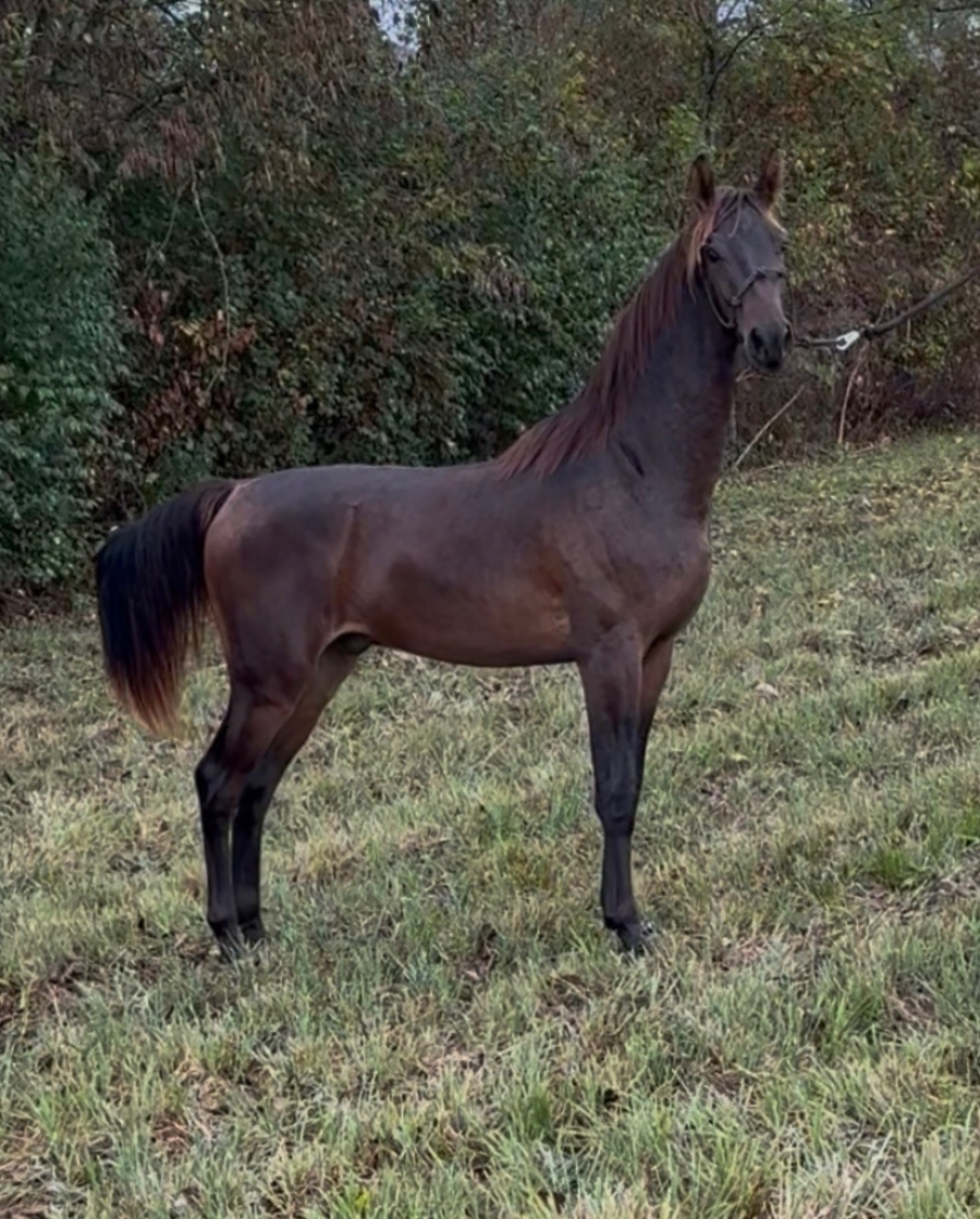 SHOCKWAVE RWF