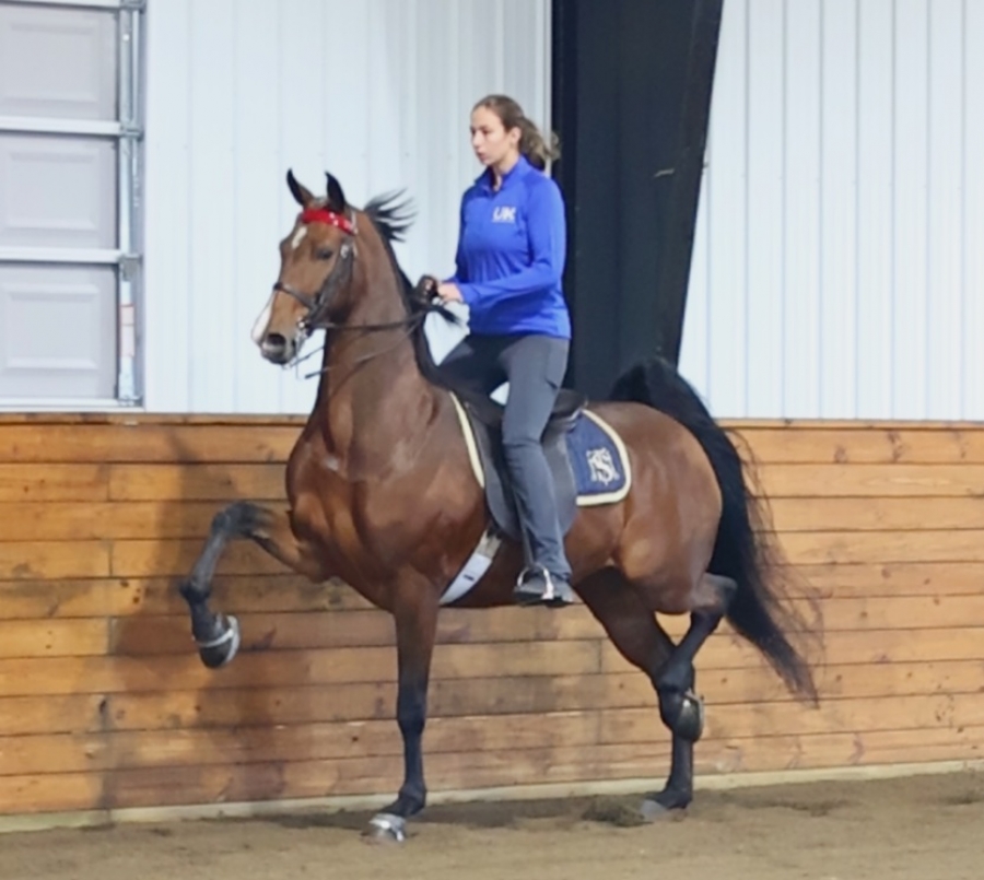 REEDANN&#039;S GUIDING LIGHT