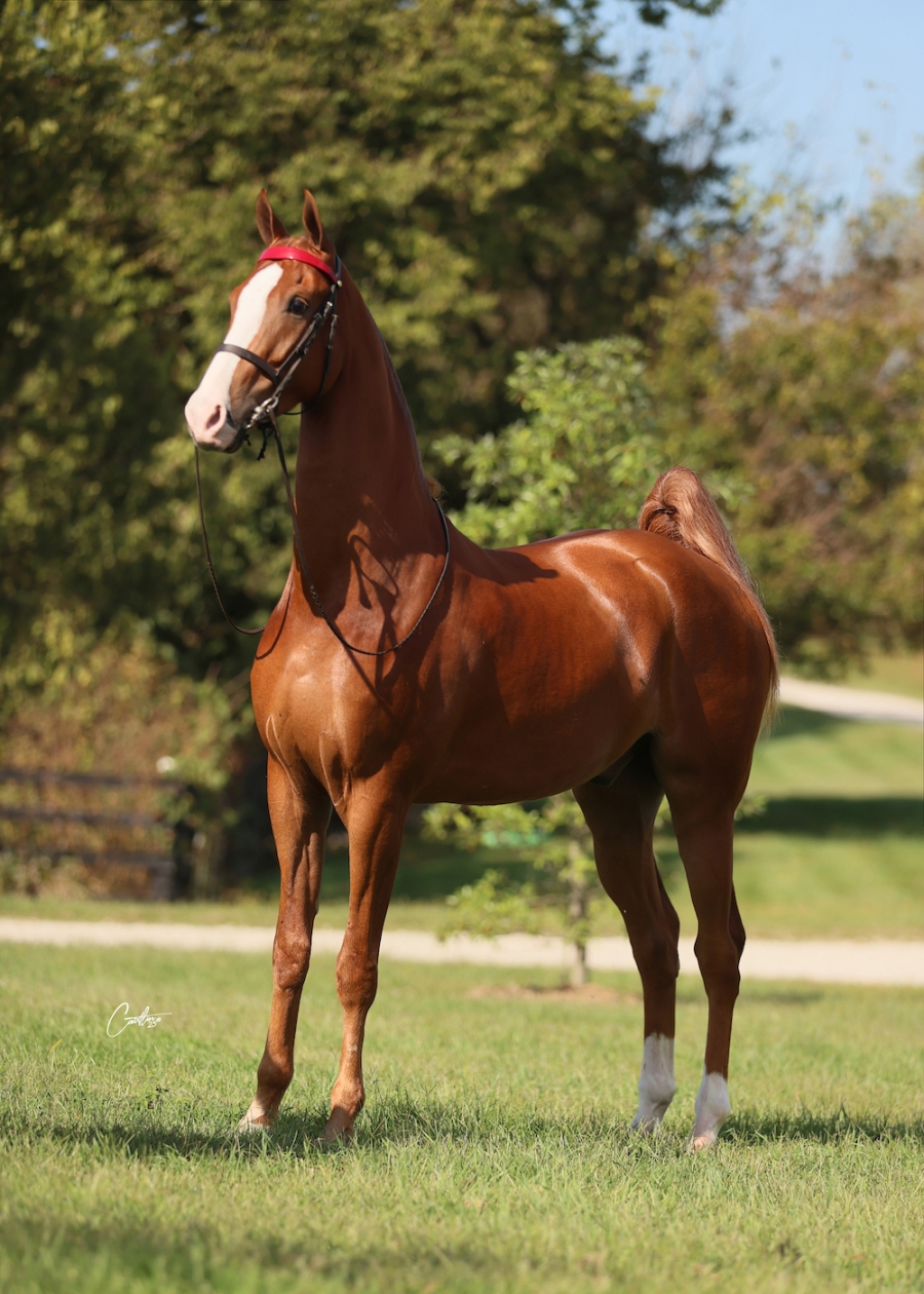 REGAL&#039;S TATE