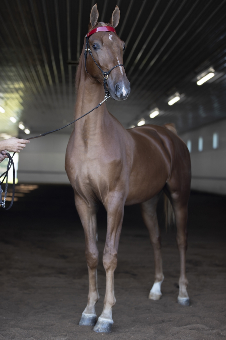 WINDERMERE&#039;S BEAUREGARD