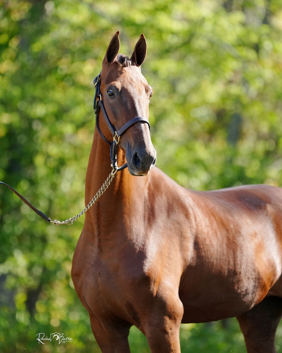 ELEANOR OF AQUITAINE