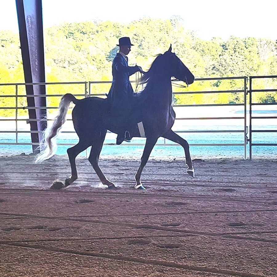 DIXIE WHIRLWIND