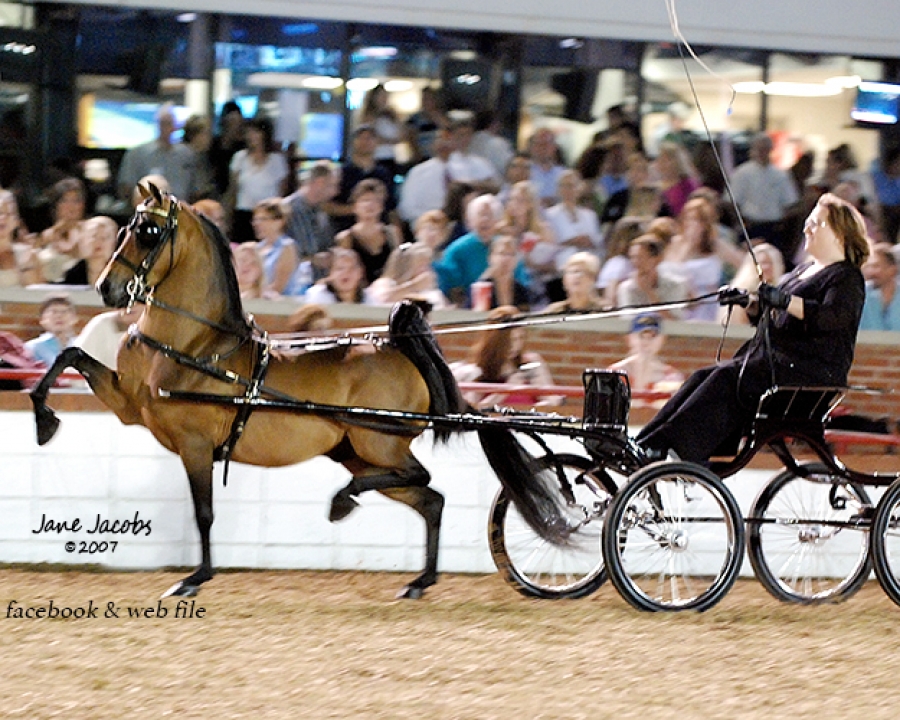 10 DOSES OF SEMEN FROM WGC CH DUN-HAVEN PHENOMENAL