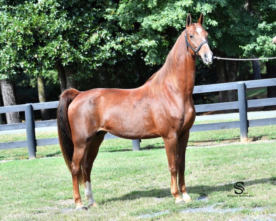 UNDULATA&#039;S TWISTED SISTER ERB