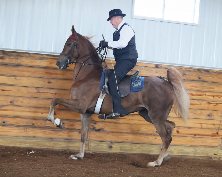 REGAL&#039;S ADELINE