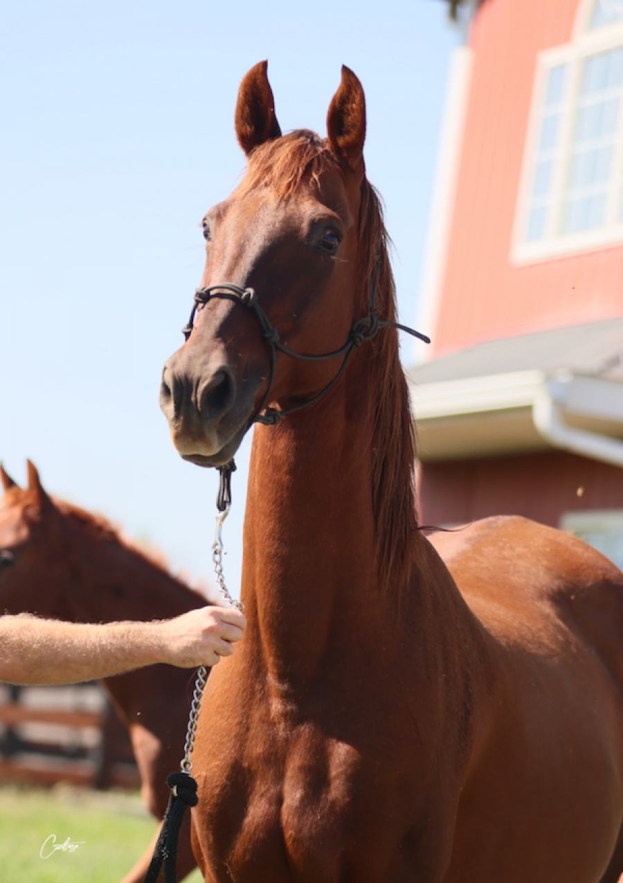 FORT CHISWELL&#039;S MOUNTAIN MIST AND FOAL