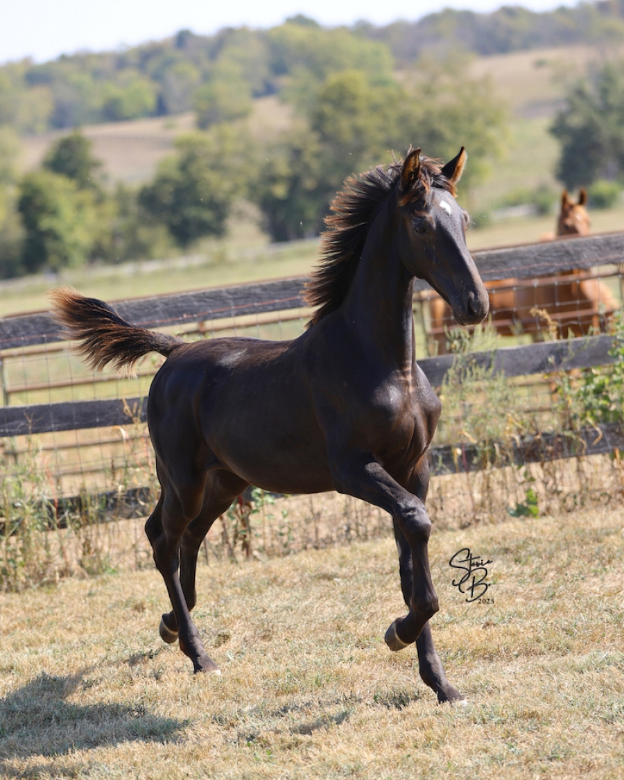 WINDERMERE&#039;S RHAPSODY IN BLUE AND FOAL