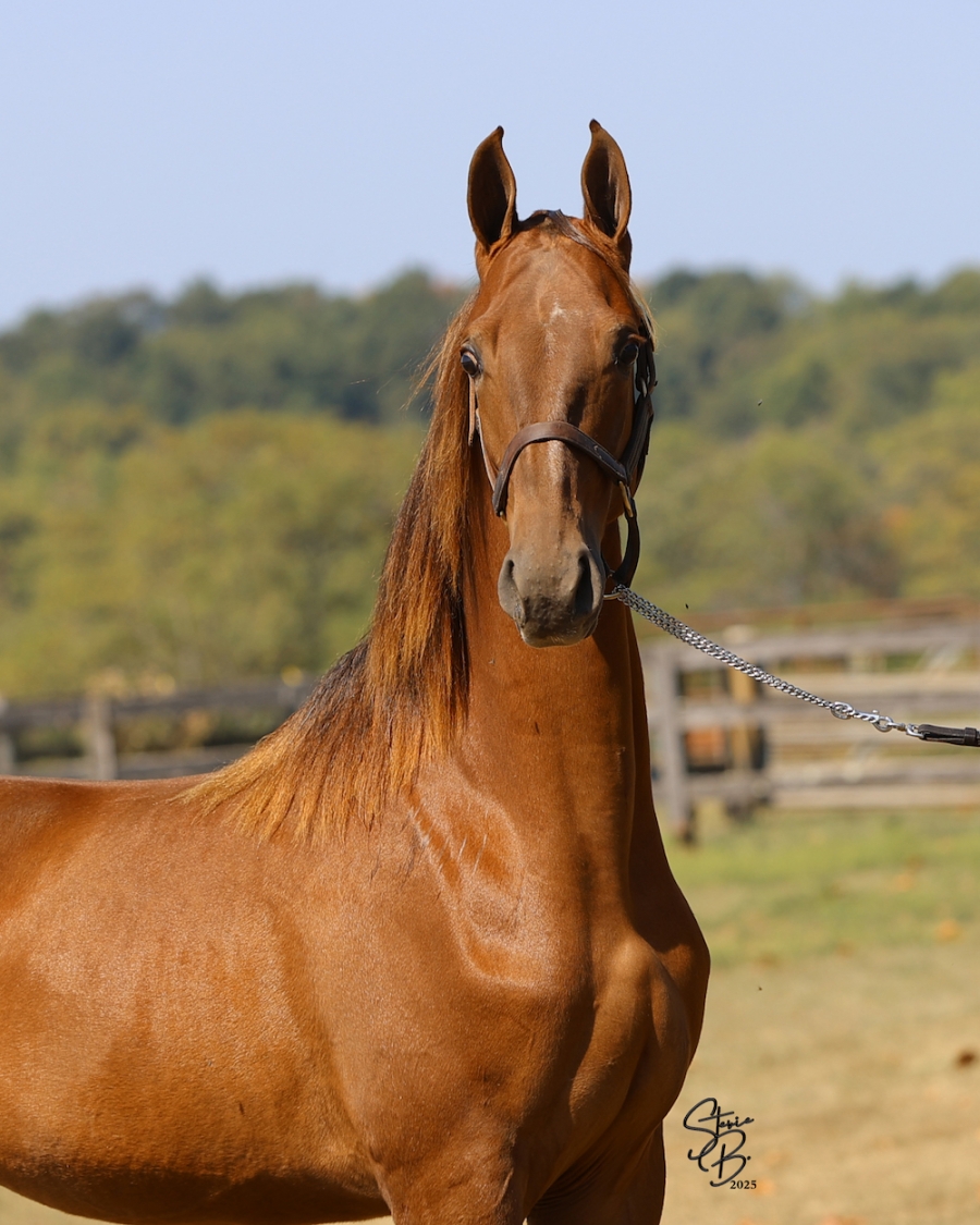 WINDERMERE&#039;S FANDANGO