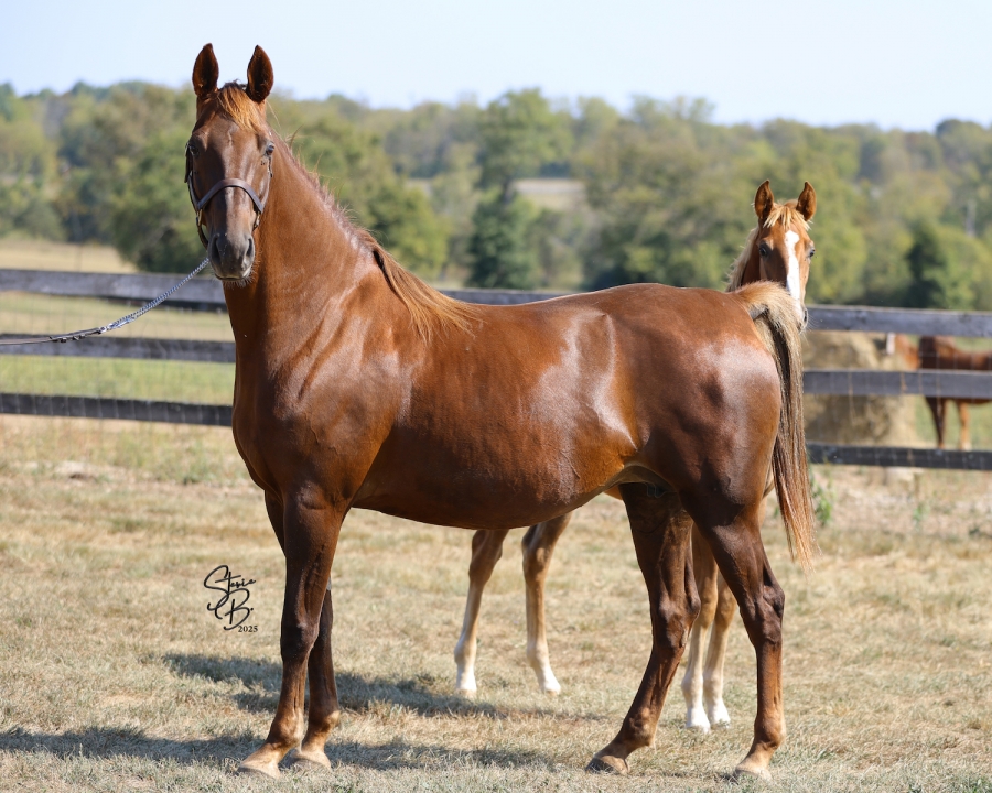 WINDERMERE&#039;S RHYTHM AND BLUES AND FOAL