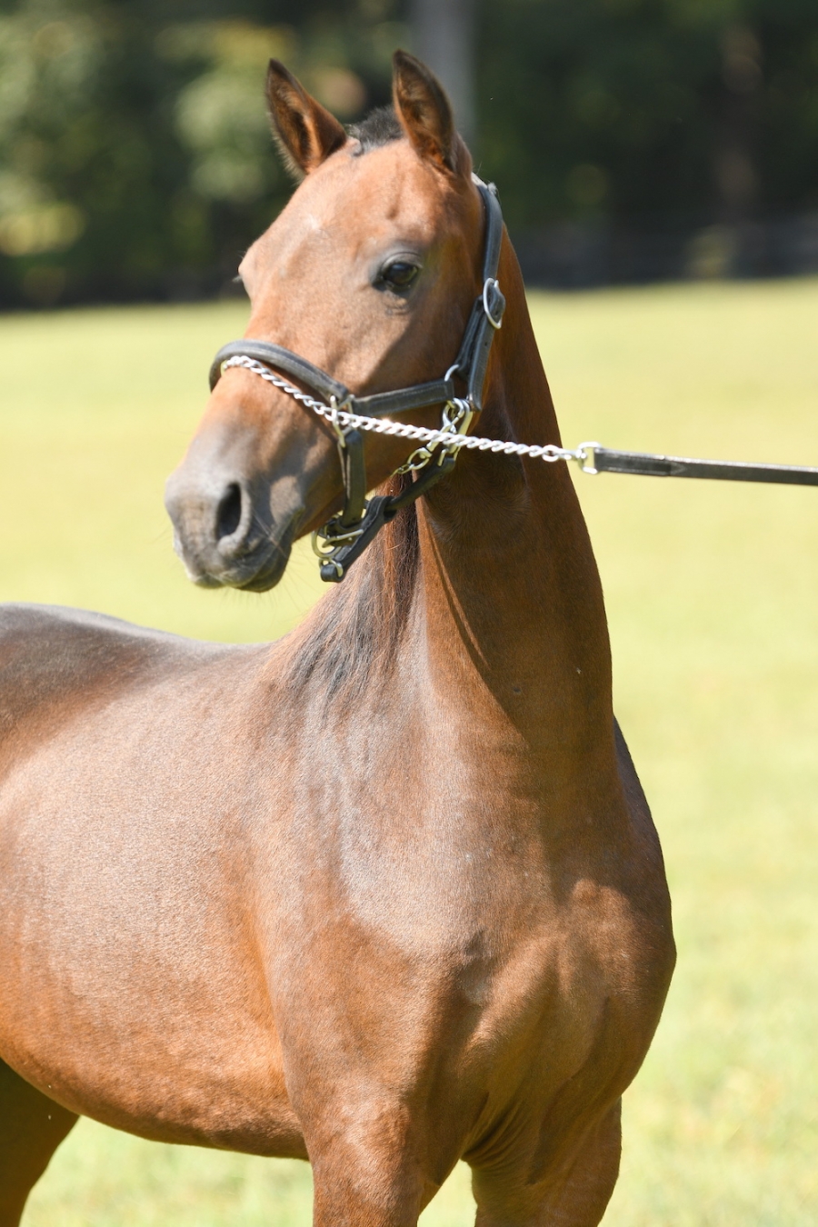 CRYSTAL CREEK&#039;S COMMANDING LADY