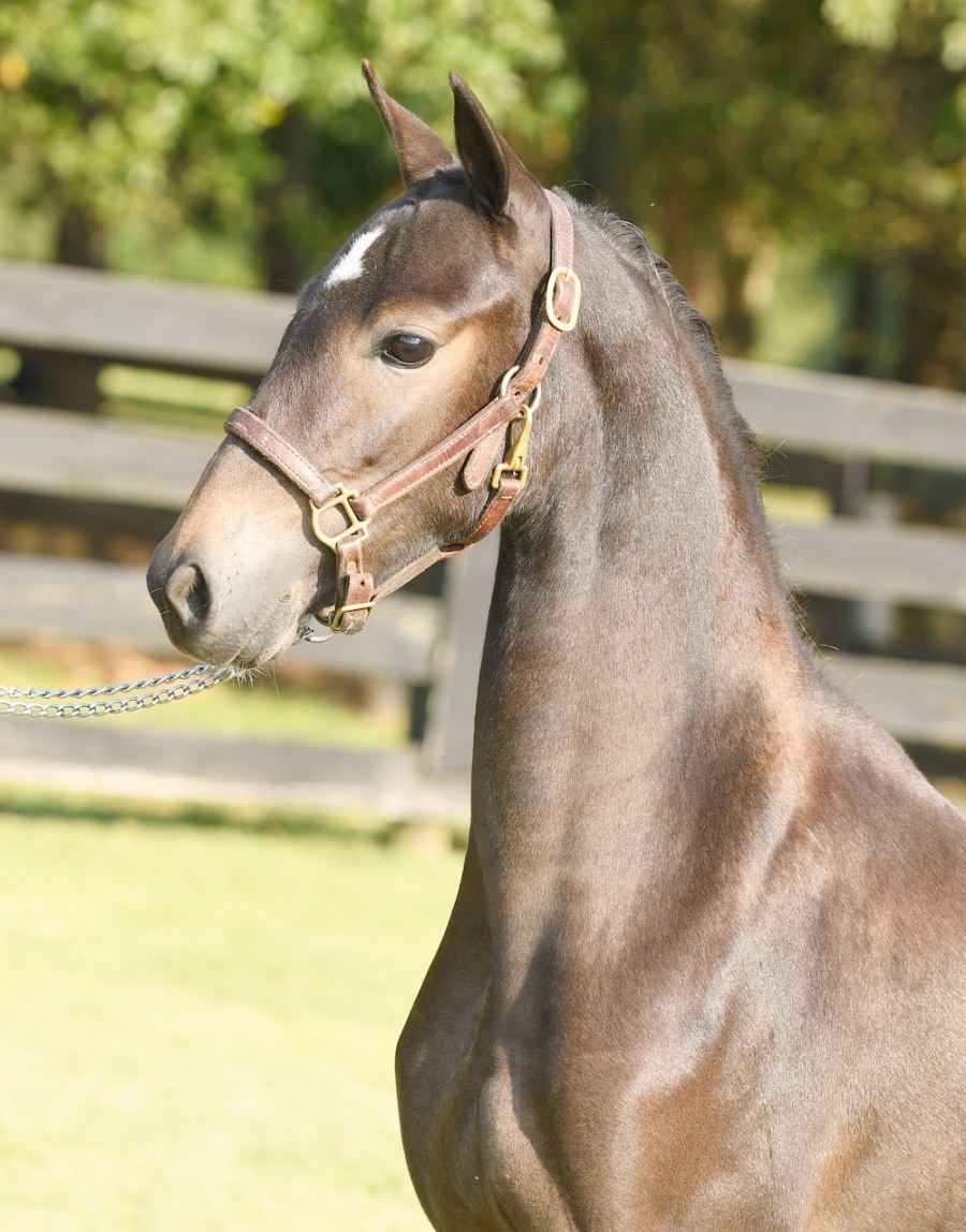CRYSTAL CREEK&#039;S ANGEL