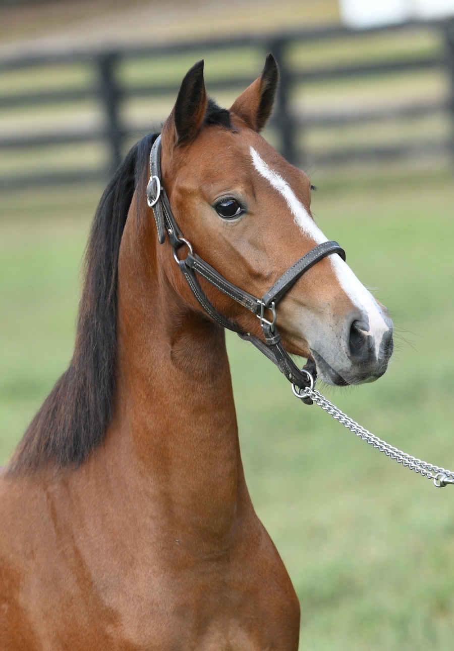 CRYSTAL CREEK&#039;S GIFT OF LOVE