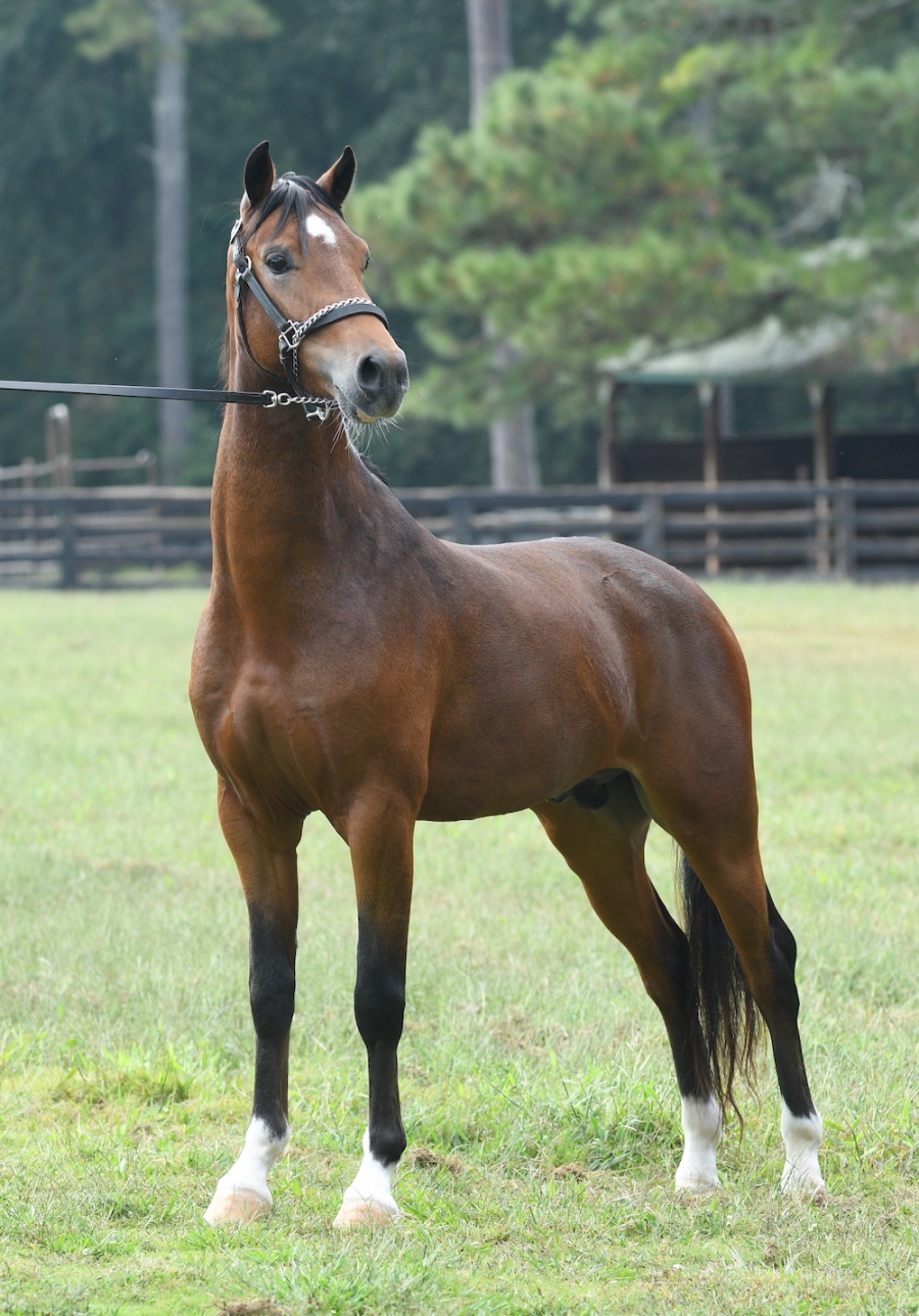 CRYSTAL CREEK&#039;S HEY JUDE