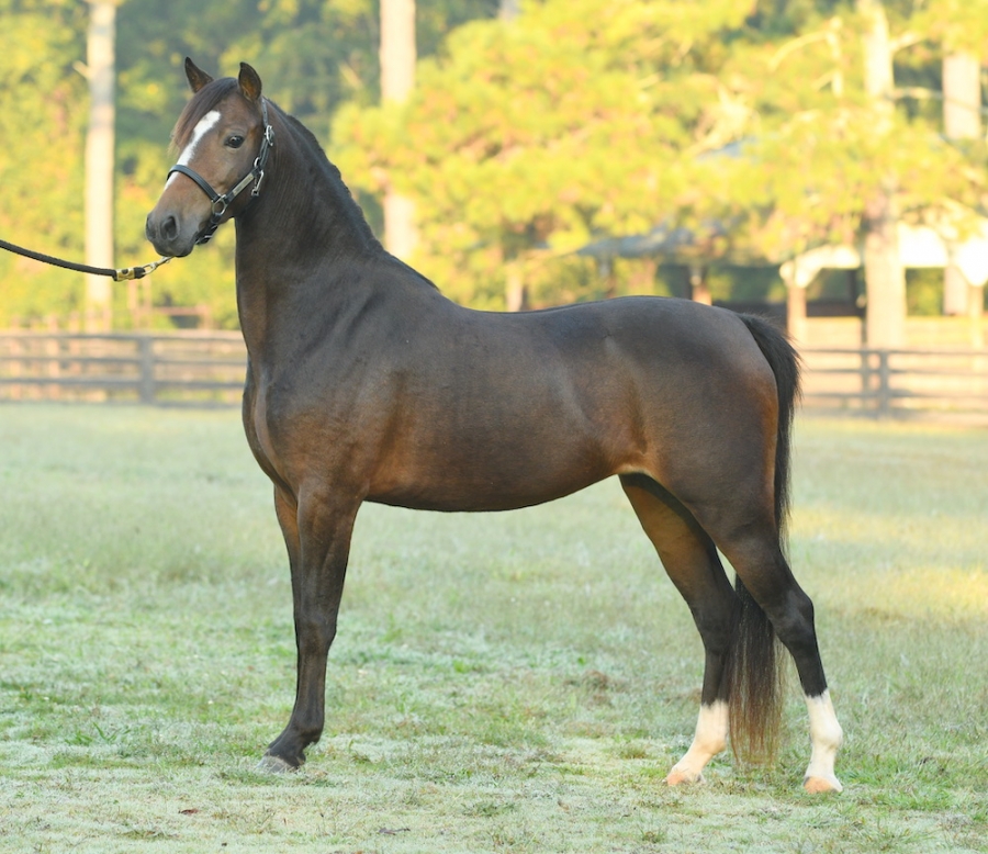 CRYSTAL CREEK&#039;S PROUD MARY