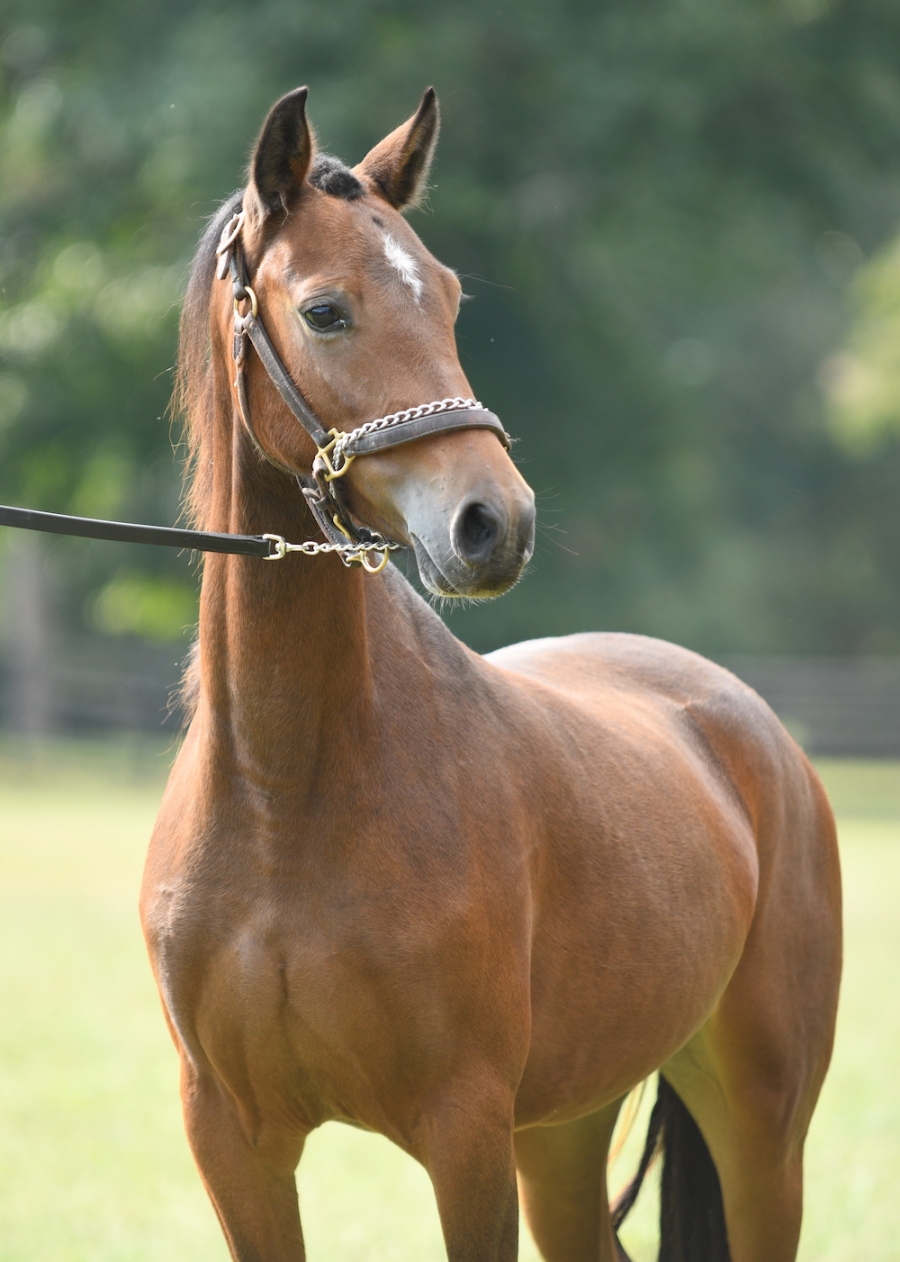 CRYSTAL CREEK&#039;S BALLERINA