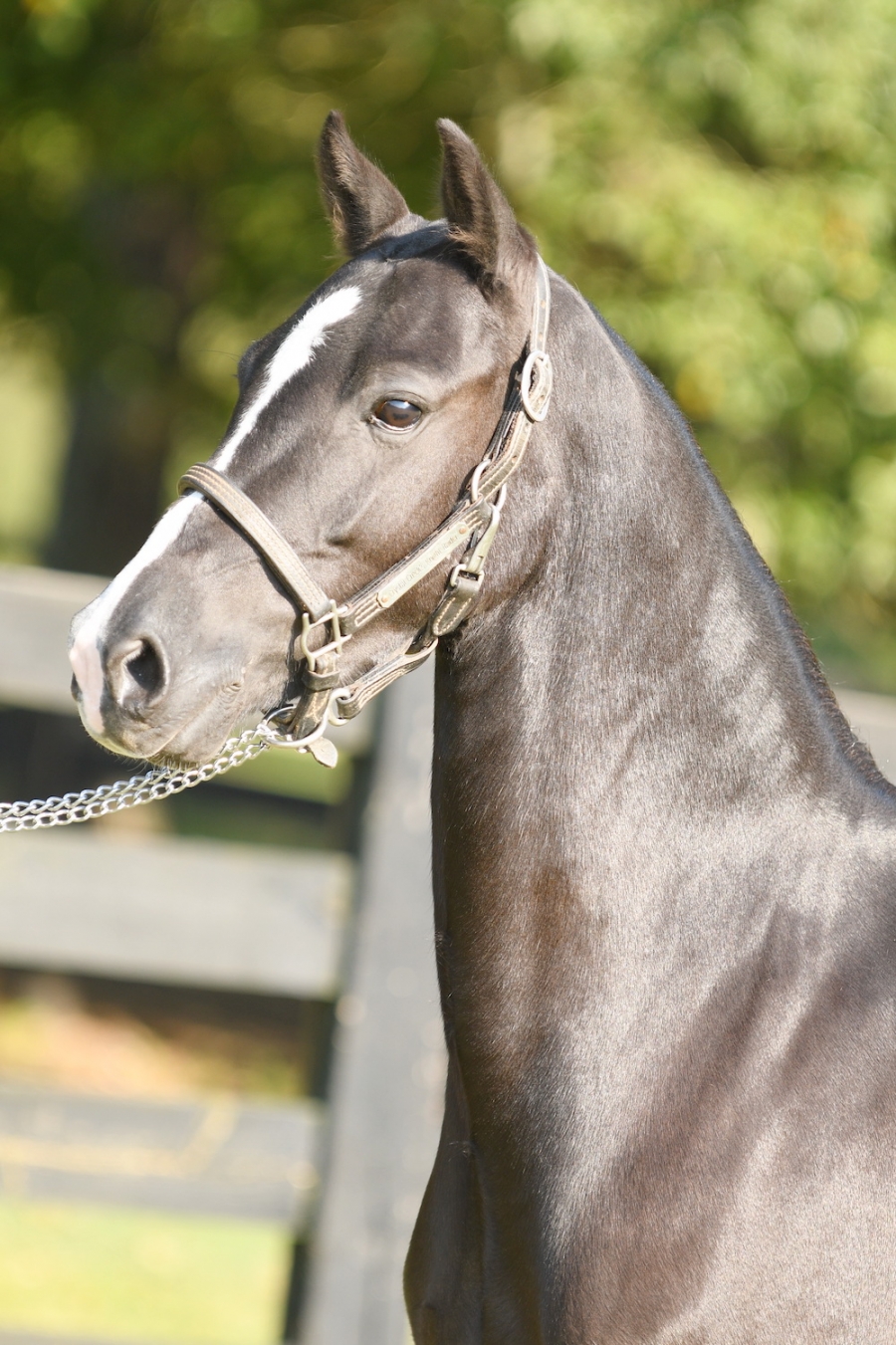 CRYSTAL CREEK&#039;S MYSTICAL LADY