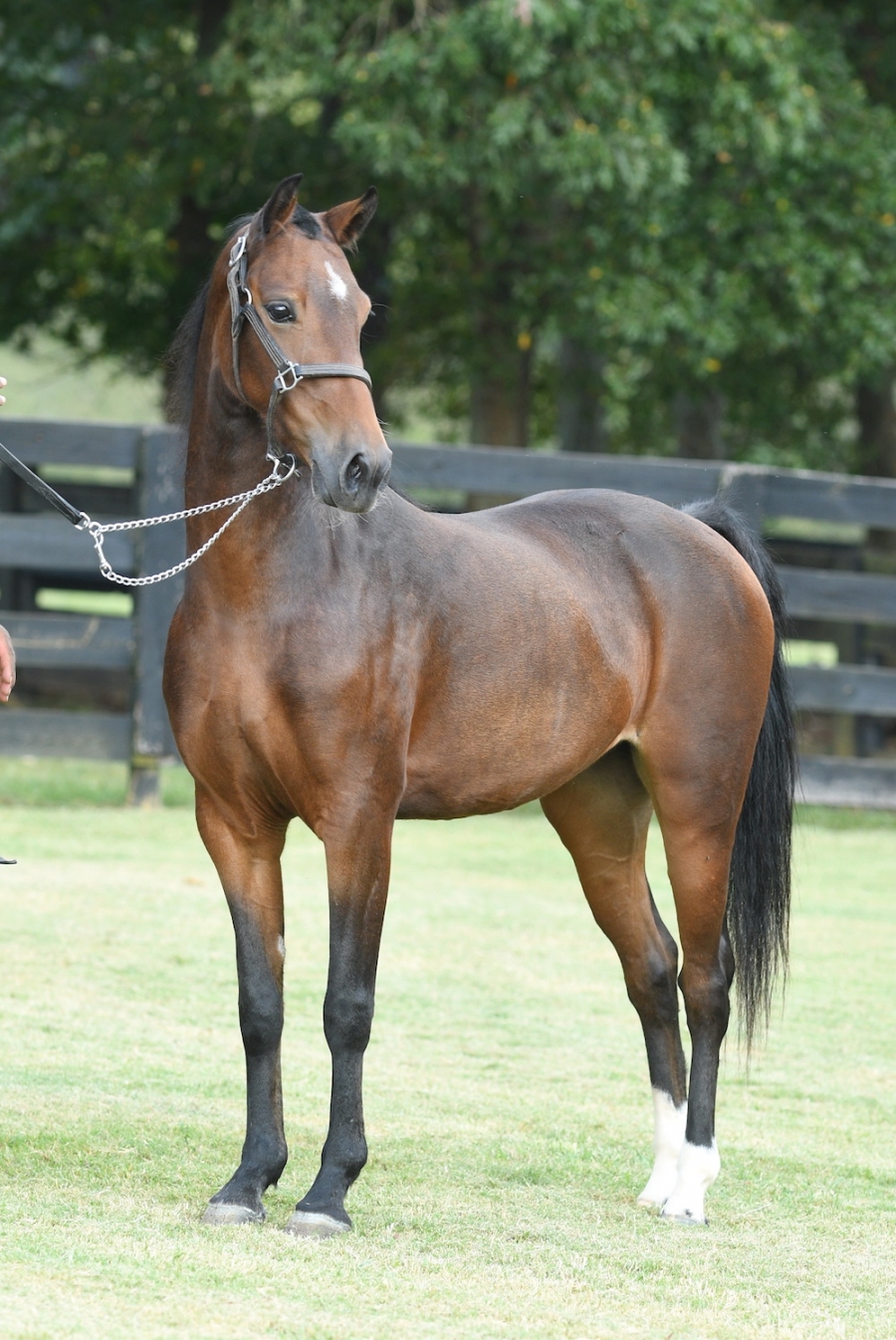 CRYSTAL CREEK&#039;S DELTA DAWN