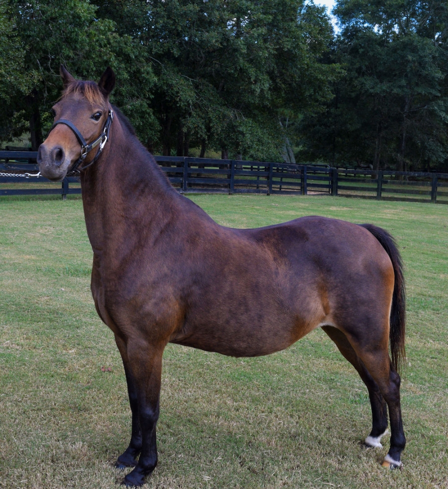 CRYSTAL CREEK&#039;S LADY HARGROVE