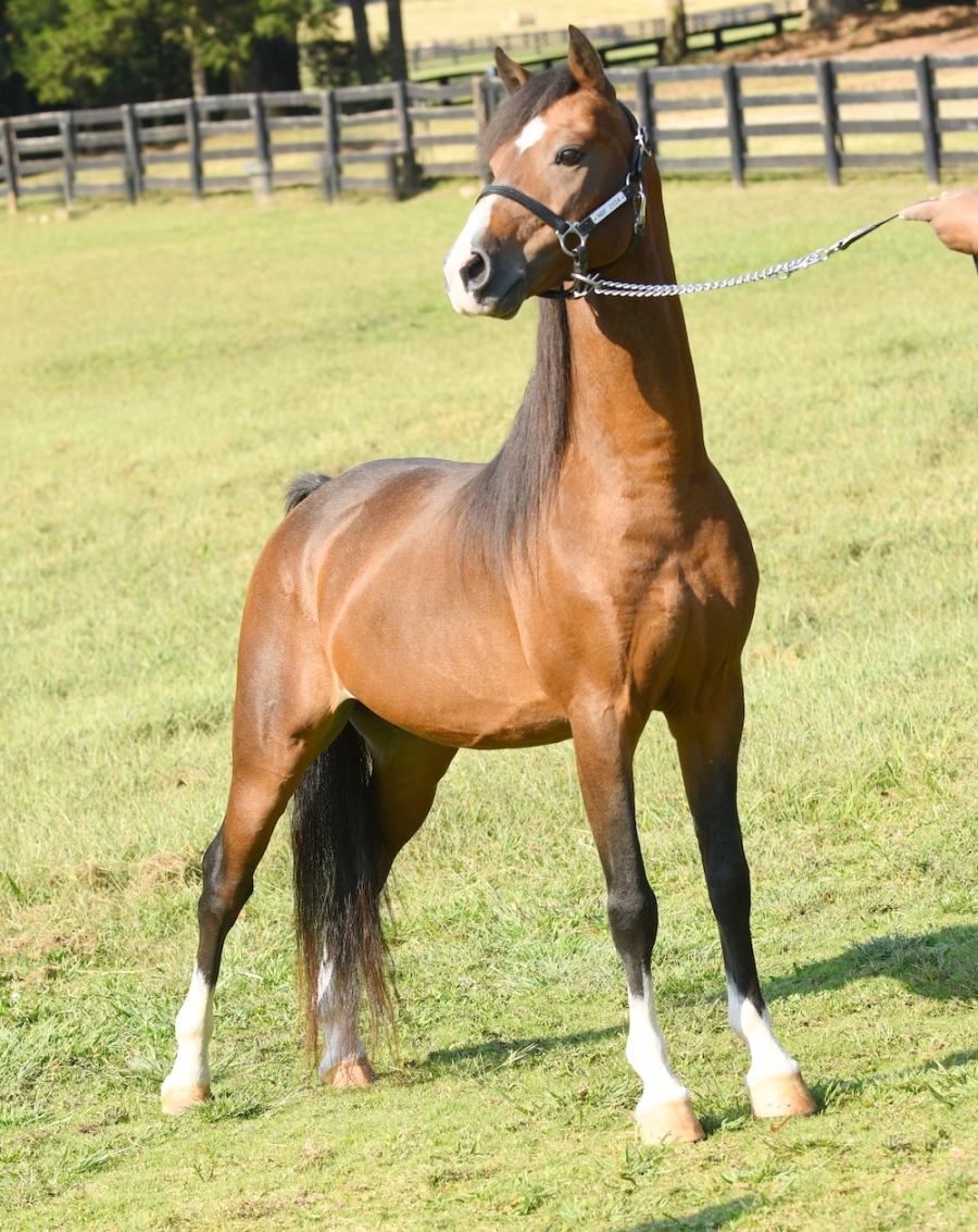 CRYSTAL CREEK&#039;S DUNN RIGHT
