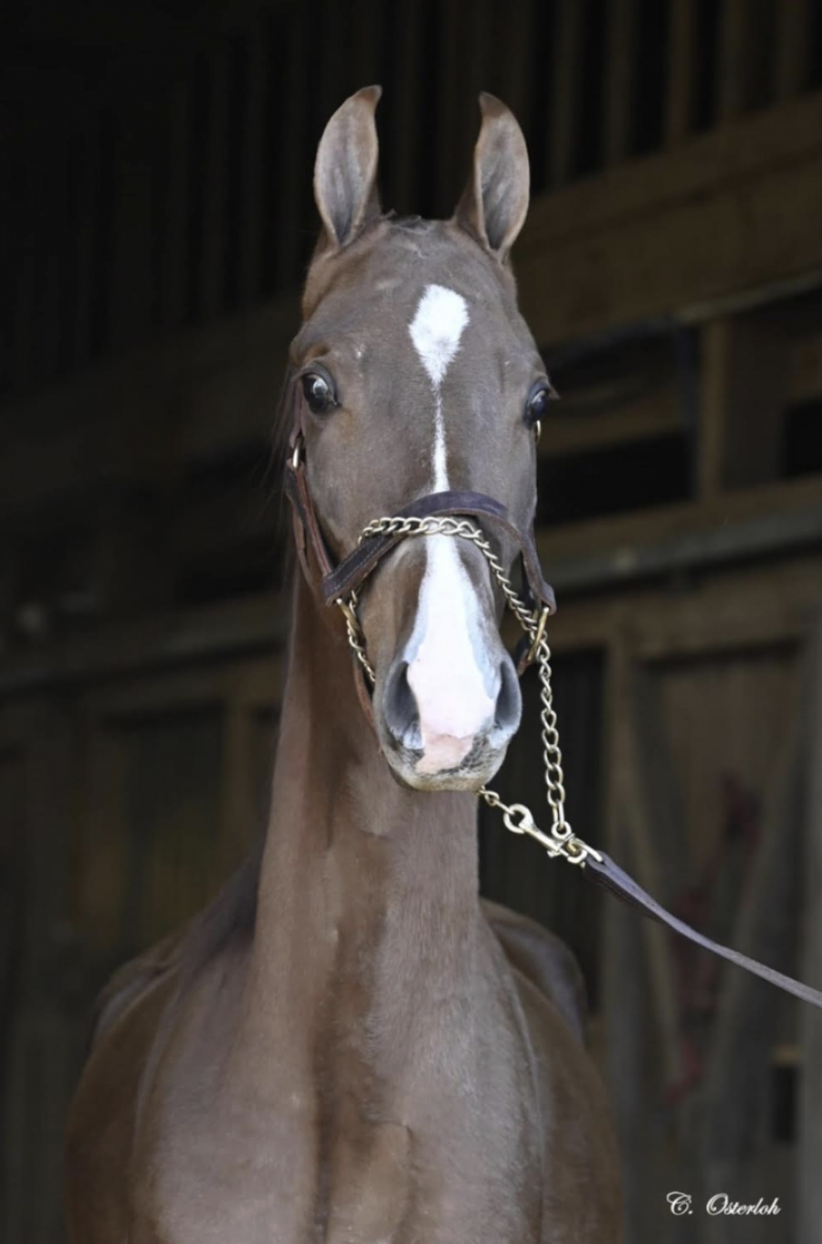 KIUKA'S MY SWEET WILLOW