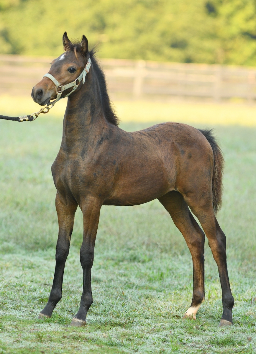 CRYSTAL CREEK&#039;S COPYRIGHT