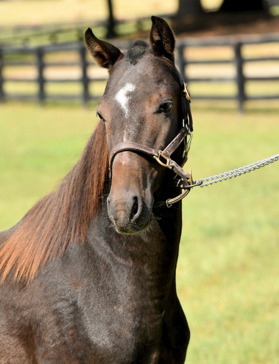 CRYSTAL CREEK&#039;S YES SIR