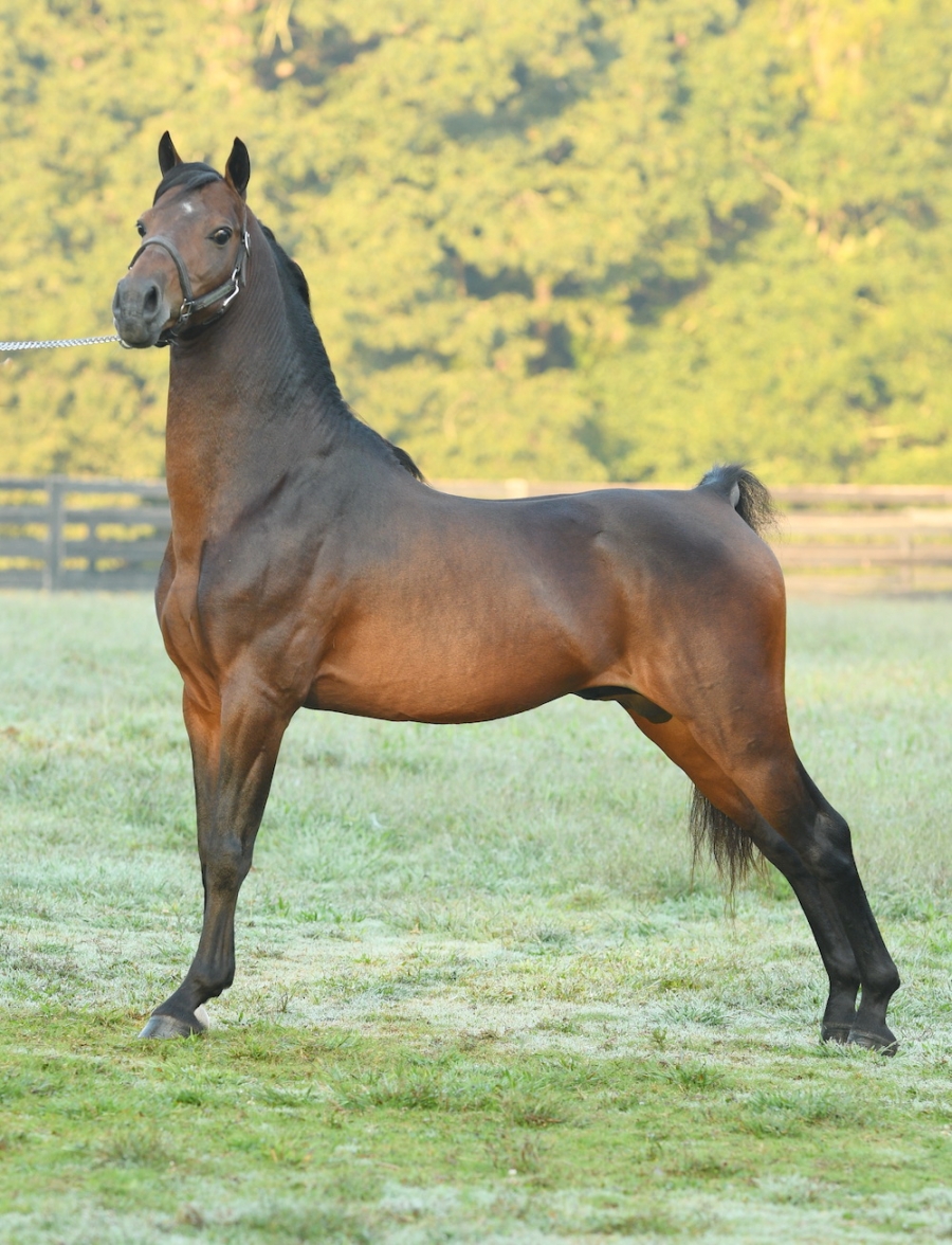 CRYSTAL CREEK&#039;S SAINT JUDE